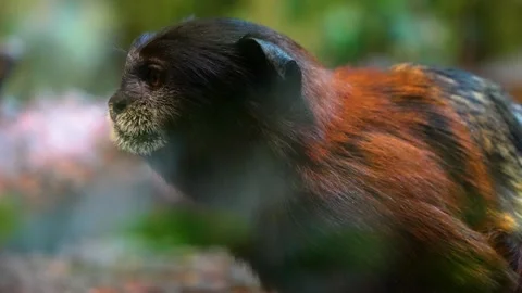 Close view of a tamarin monkey head Stock Footage 254996596