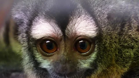 Close view of a tamarin monkey head Stock Footage 254996723