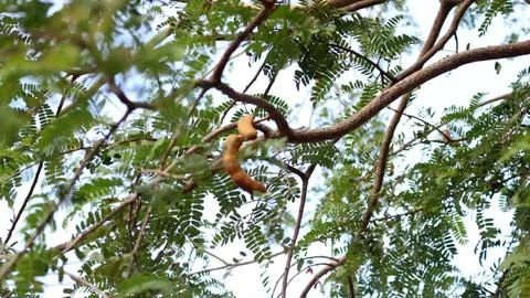 Close up view of tamarind fruit Stock Photos