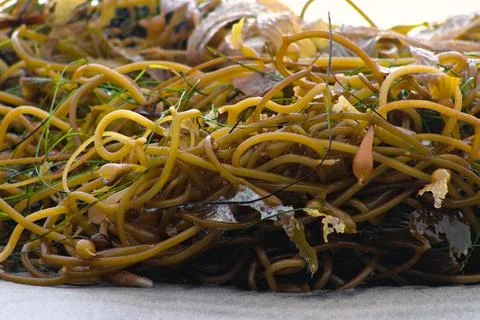 Close-up view of tangled drift kelp Stock Photos