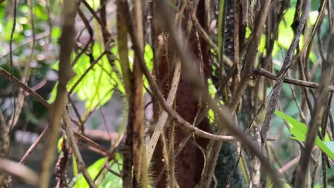 Close-up view of tangled, dry vines under natural sunlight. Stock Footage 333938892