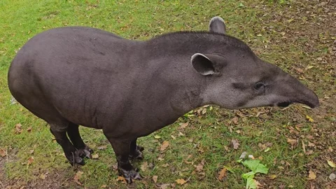Close view of a Tapir Stock Footage 253056880