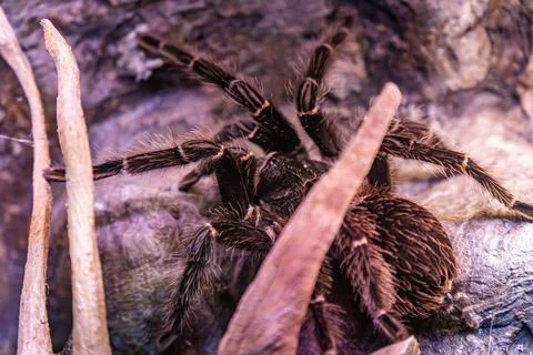 Close-up view of a tarantula resting among natural foliage in an exotic habitat Stock Photos