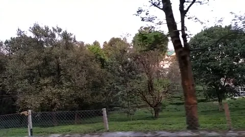 Close up view of tea garden from the road. Video stock 141747774