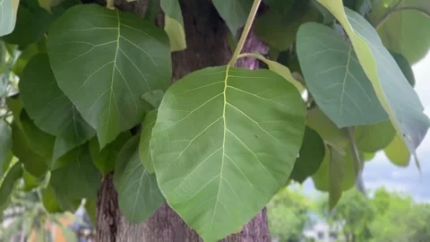 Close-up view of teak leaves showing textured veins Stock Footage 314098077