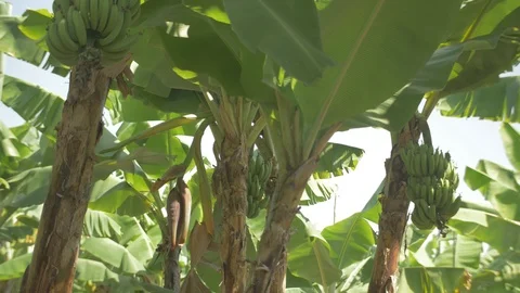 Close up View of a tender banana on a tree Stock Footage 109194242