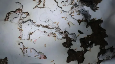 Close-up view of termites eating rotting paper. Stock Footage 328070987