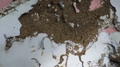 Close-up view of termites eating rotting paper. Stock Footage 328070991