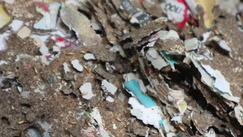 Close-up view of termites eating rotting paper. Stock Footage 328071032