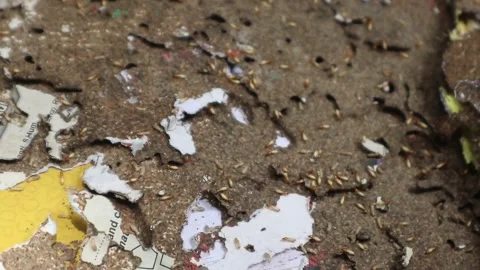 Close-up view of termites eating rotting paper. Stock Footage 328071058