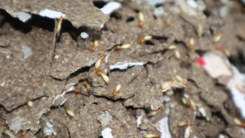 Close-up view of termites eating rotting paper. Stock Footage 328071164