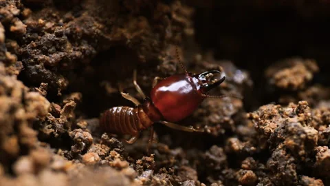 Close-up view of termites Stock Footage 276677562