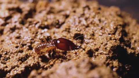 Close-up view of termites Stock Footage 276678122