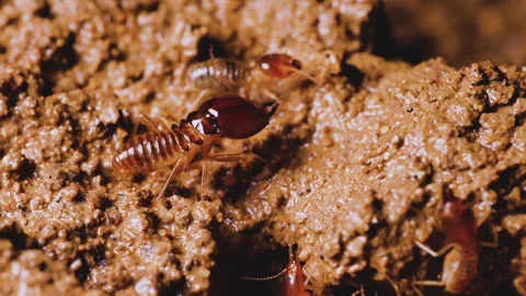 Close-up view of termites Stock Footage 276678127