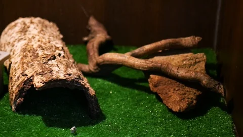 Close up view of terrarium interior. Hobby, fear, zoology.Exotic domestic pets. Stock-Footage 99361073