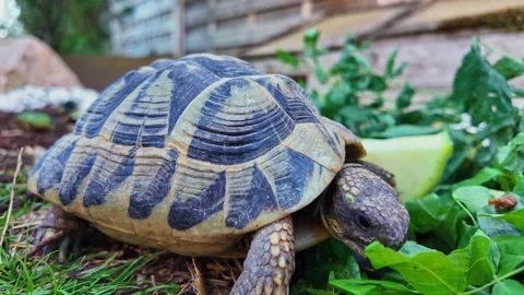 Close-up view of terrestrial tortoise feeding on a leafy salad vegetable in a Stock Footage 315282480