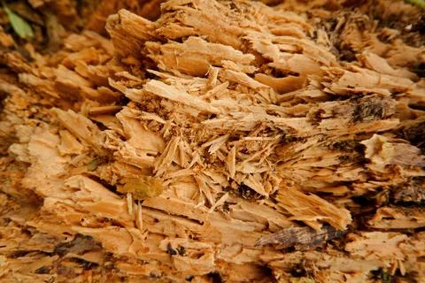 Close-up view, texture of dead, damp bark 库存照片