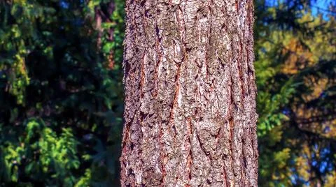 Close-up view to the texture evergreen conifer species bark Pseudotsuga menzi Stock Photos