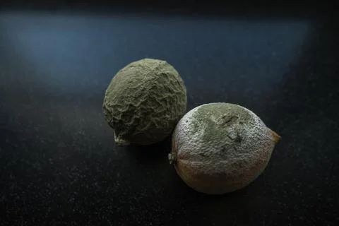 Close up view of texture of  lemons in green and white mold on black backgrou Stock Photos