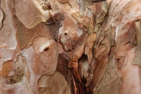 Close-up view of the texture of the outer layer of guava tree bark. Stock Photos