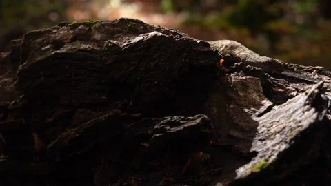 A Close-up view of a Textured, Aged Fungus Stock Footage 255252561