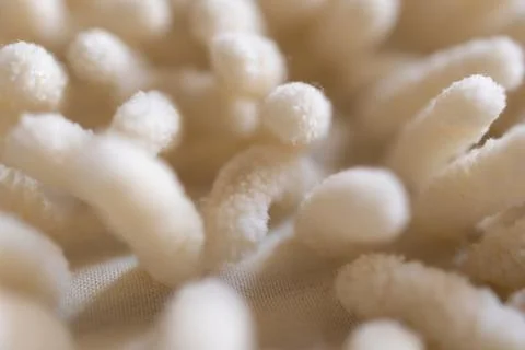 Close-up view of textured background in soft cotton in light color Stock Photos