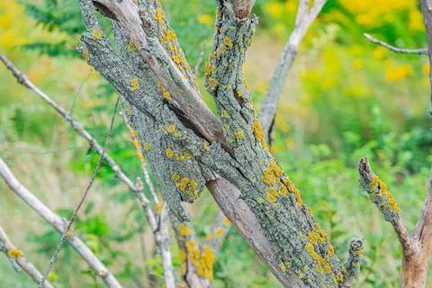 Close-up view of textured, grooved tree bark with moss, abstract design resem Foto stock