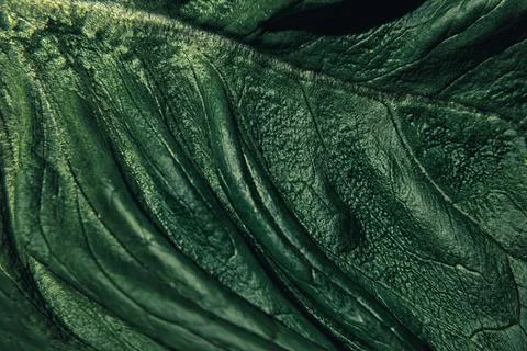Close-up View of a Textured Leaf Highlighting Intricate Details and Natural.. 写真素材