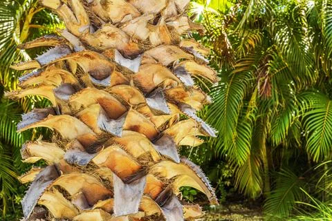 Close-up view of textured palm tree trunk with dry bark and sharp patterns Stock Photos