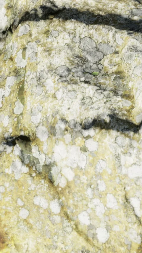 Close view of textured rock surface with patches and colors in nature Stock Footage 333565907