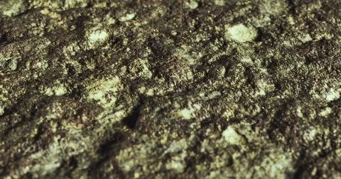 Close up view of textured rock surface in nature with moss and lichen Stock Illustration