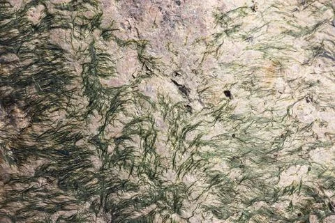 Close-Up View of Textured Rock Surface with Algae Patterns Stock Photos