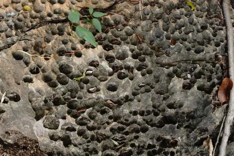 A close-up view of a textured rock surface 写真素材