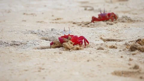 Close-up view of textured sandy ground with small divots and clumps. Stock Footage 295747706