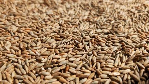 Close-up view of a textured surface covered in various seeds Stock Photos