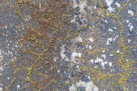 A close-up view of a textured surface with intricate patterns and colors Photos