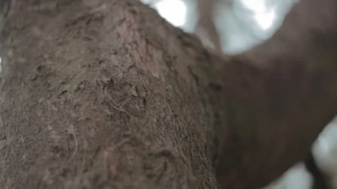 Close-Up View of Textured Tree Bark with Soft Light Filtering Through Branche Stock Footage 303340354