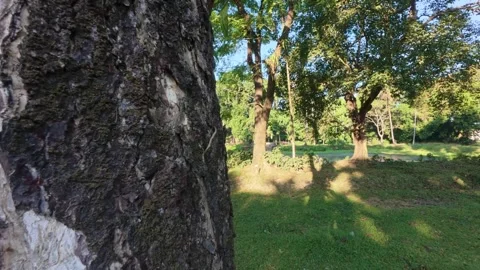 A close-up view of textured tree bark Stock Footage 322767038