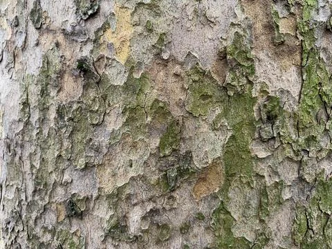 Close-up View of Textured Tree Bark With Moss Foto stock