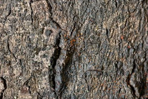 Close-up View of Textured Tree Bark Revealing Intricate Patterns and Natura.. Stock Photos