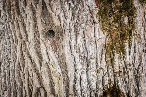 Close-up view of textured tree bark featuring deep grooves, a small hole, a.. Stock Photos