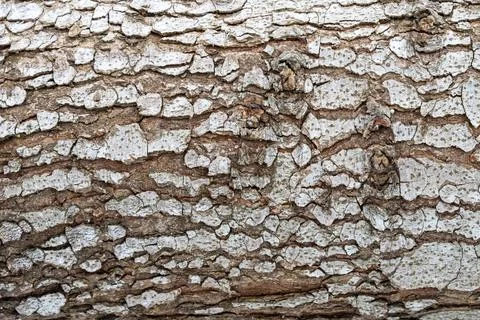 Close-up view of textured tree bark, showcasing intricate patterns and natural 库存照片