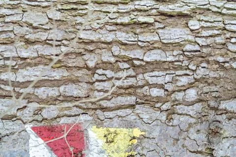 Close view of textured tree bark displaying natural hues and details. Vivid red, 스톡 사진
