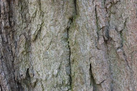 Close-up view of textured tree bark showing natural patterns and colors, hi.. Stock Photos