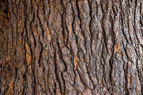 Close-up view of textured tree bark showcasing intricate patterns and natur.. Фото