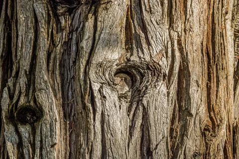 Close-up view of textured tree bark showcasing intricate patterns, grooves,.. Stock Photos