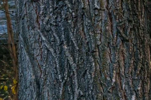 Close-up view of textured tree bark showcasing intricate patterns and natur.. Foto stock