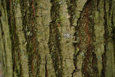 Close-up view of textured tree bark Stock-Fotos