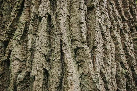 Close-up view of textured tree bark showcasing deep grooves and natural pat.. Stock Photos