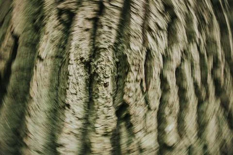 Close-up view of textured tree bark with circular patterns and natural colo.. Stock Photos
